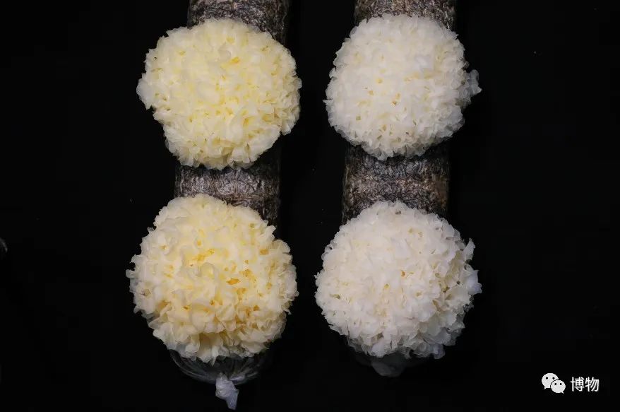 银耳在解放前的价格,银耳的巅峰之作