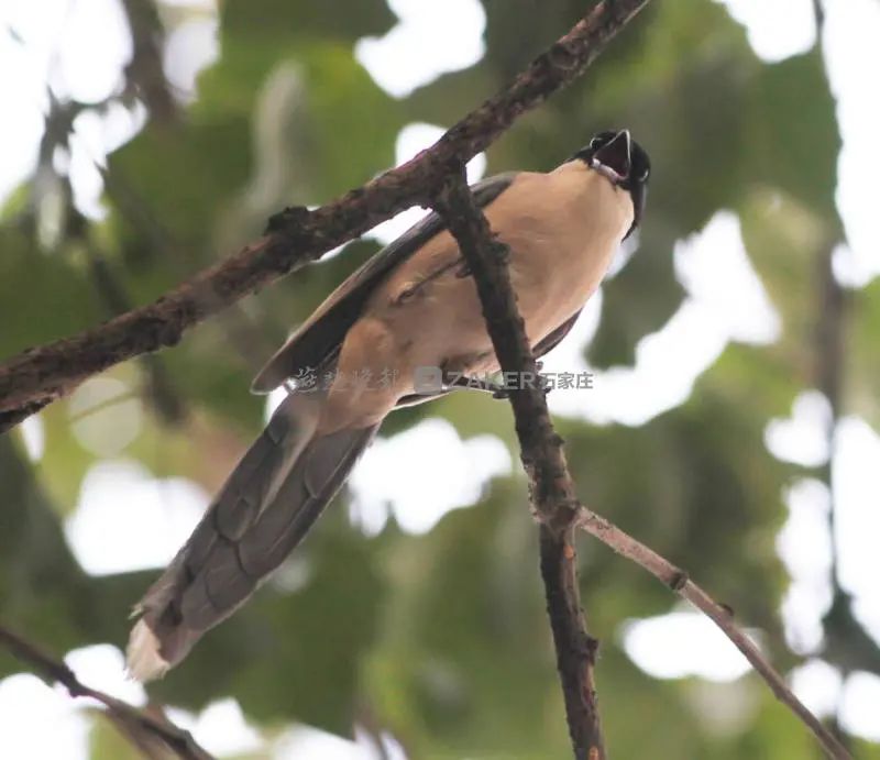 为母则刚跳楼后续,为母则刚妈妈摔倒