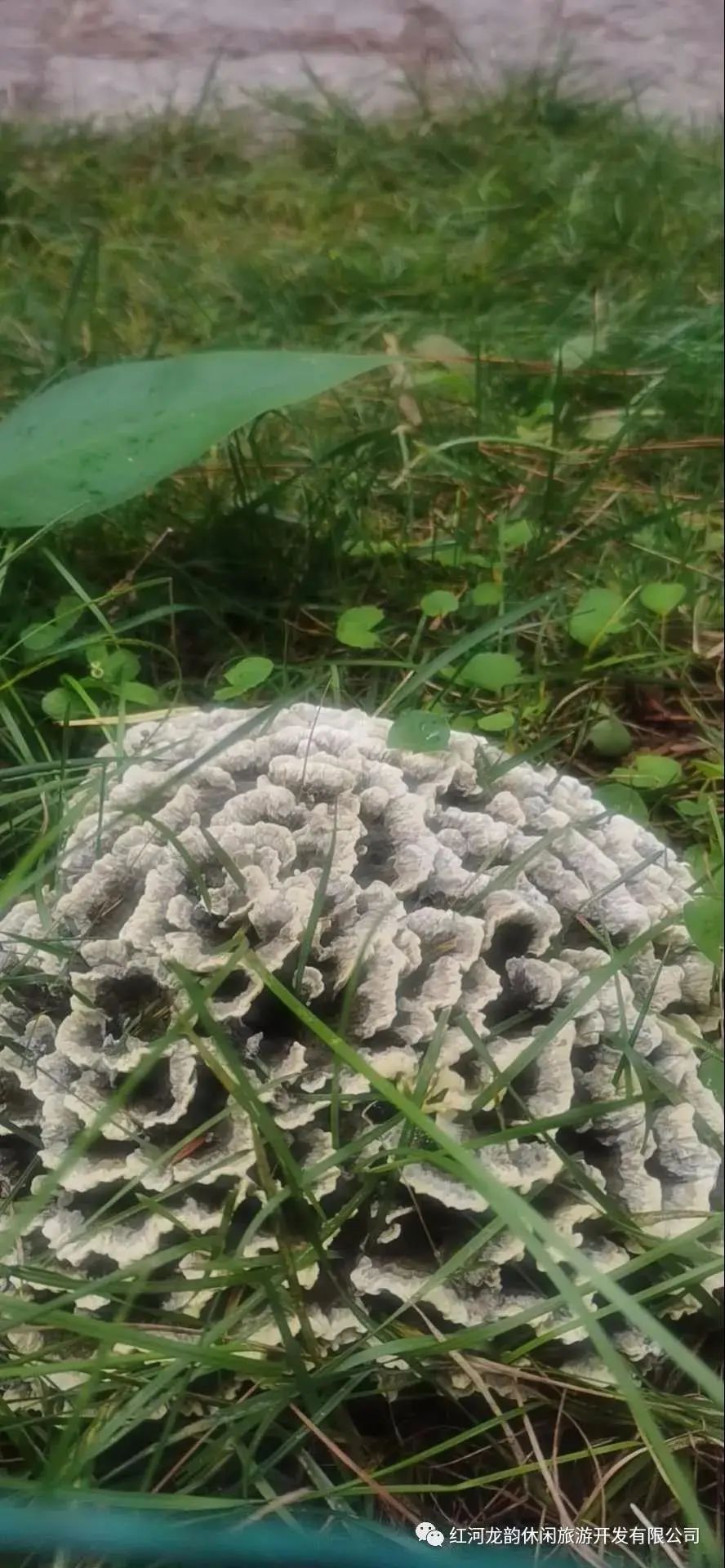 石屏龙韵养生谷干巴菌,云南石屏龙朋干巴菌节