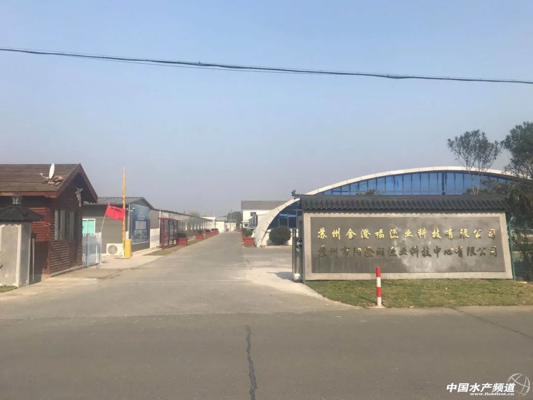 驯成率只有10%左右！加州鲈苗种阻力何在？