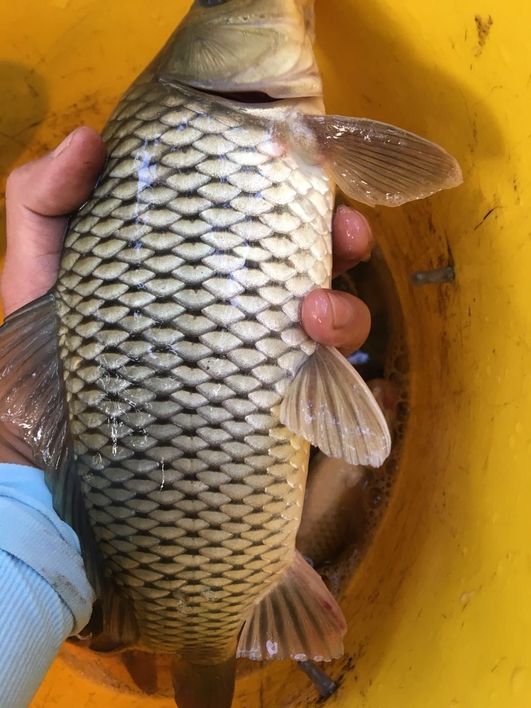 避免小杂鱼闹窝最好的办法,如何避免小杂鱼闹窝