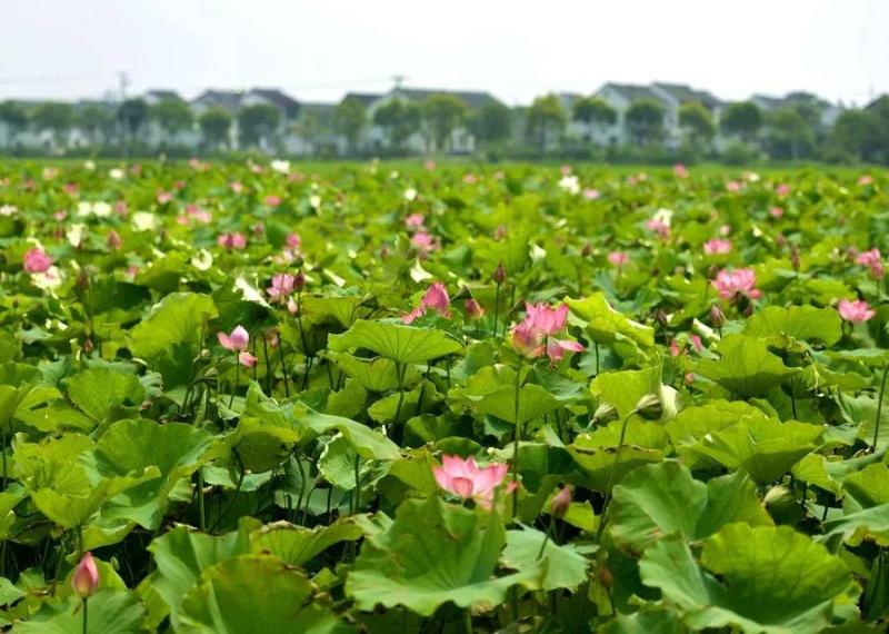 2018上海全民健身日,为什么会有全民健身日
