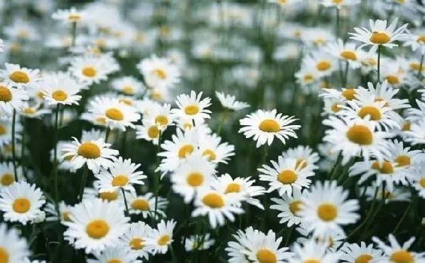 成都景点60岁以上免费门票,成都免费游玩景点推荐