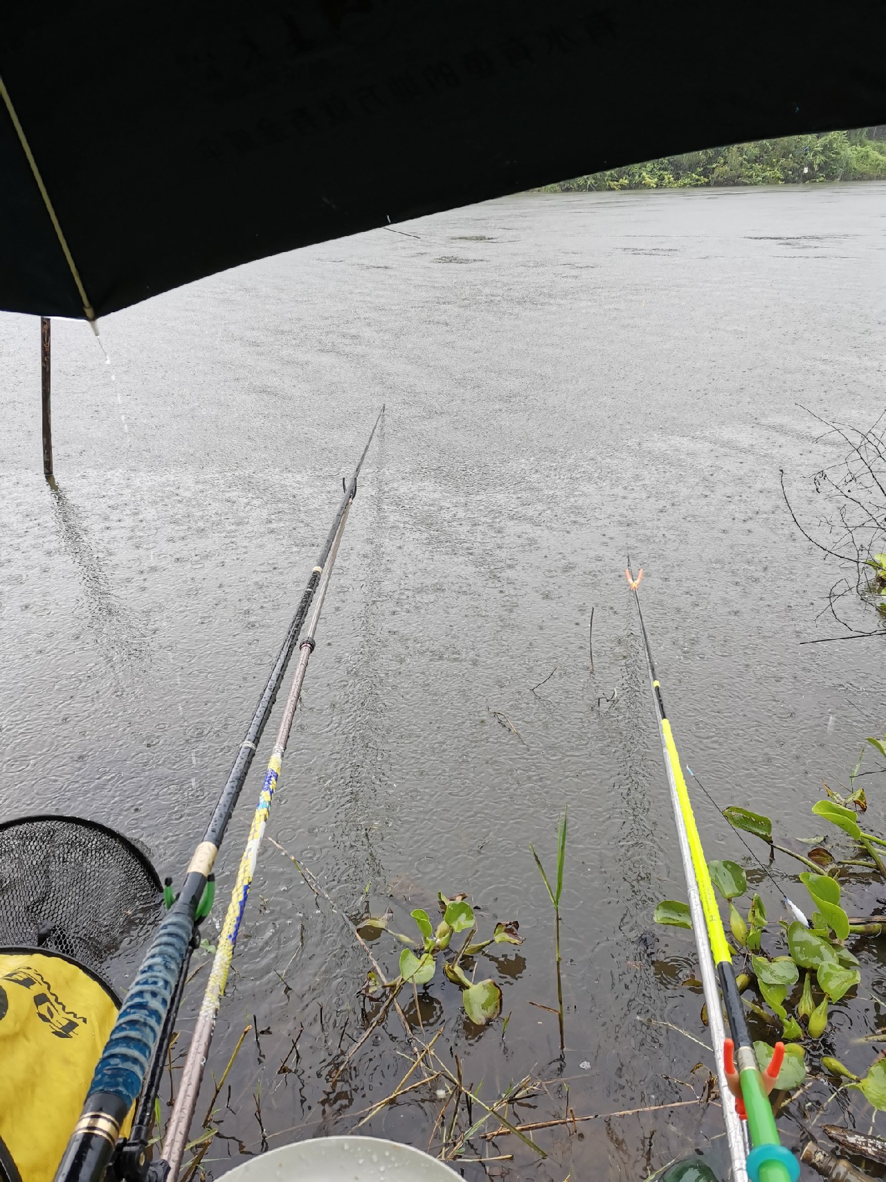 桂江野钓土鲮,广西桂江土鲮