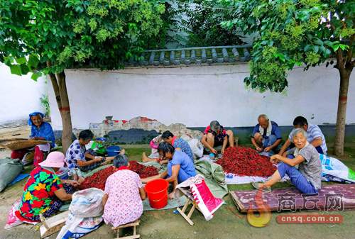 张桥村养鸡,张桥肉鸽养殖基地