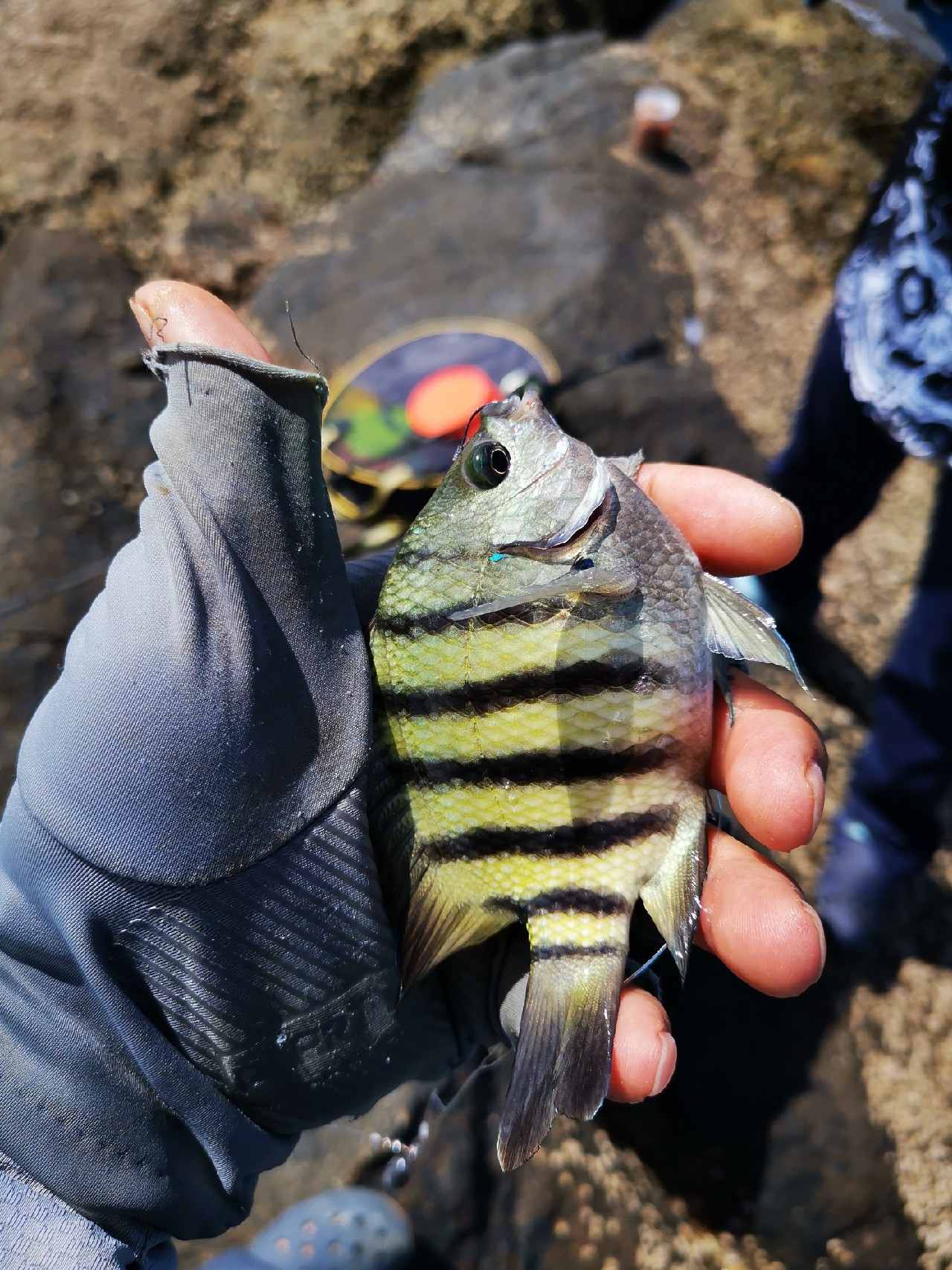 去小河边野采非常好看的观赏鱼,漂亮的观赏鱼美景