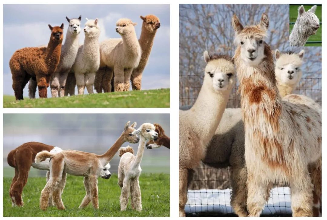 神兽是羊驼吗,羊驼神兽的来历