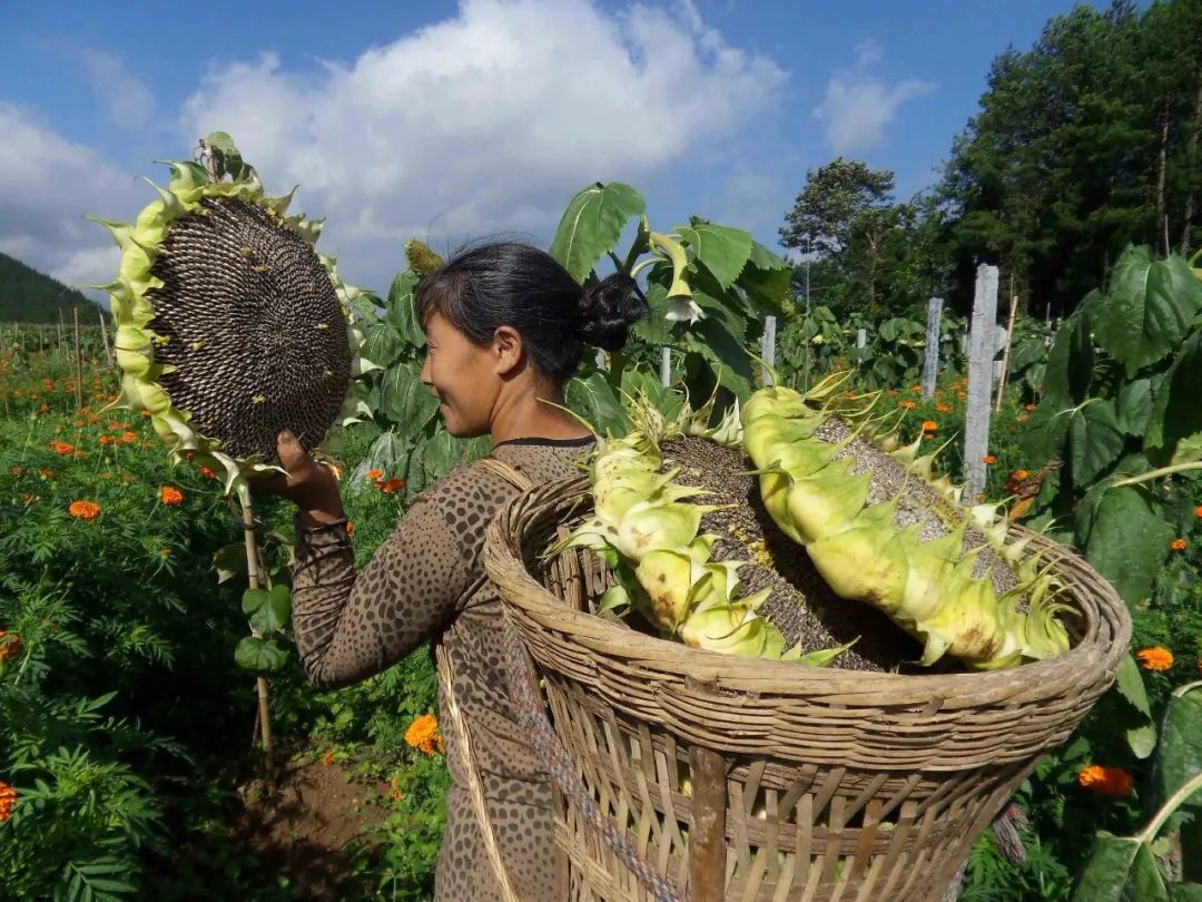 中国人嗑瓜子简史,中国人嗑瓜子教程