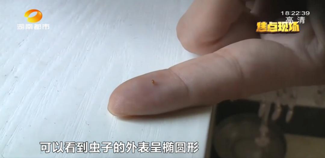 在床上枕头底下发现一虫,长沙一女子发现床垫有虫子