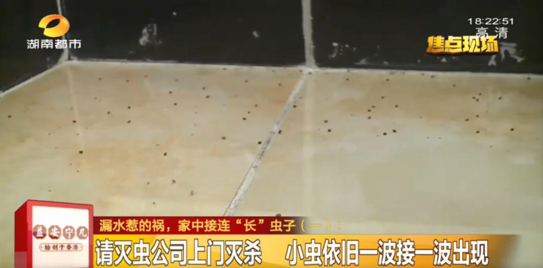 在床上枕头底下发现一虫,长沙一女子发现床垫有虫子