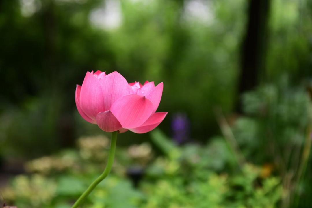 美翻了人间的小桥流水人家,最美的荷花海