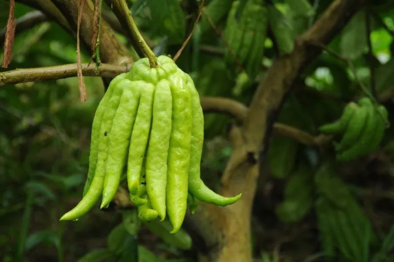 曲径通幽绿树环绕鸟语花香,曲径通幽空气清新