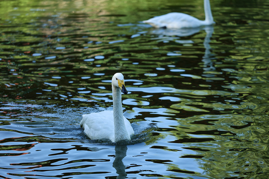比肩eosr的相机,比佳能r6好的相机推荐