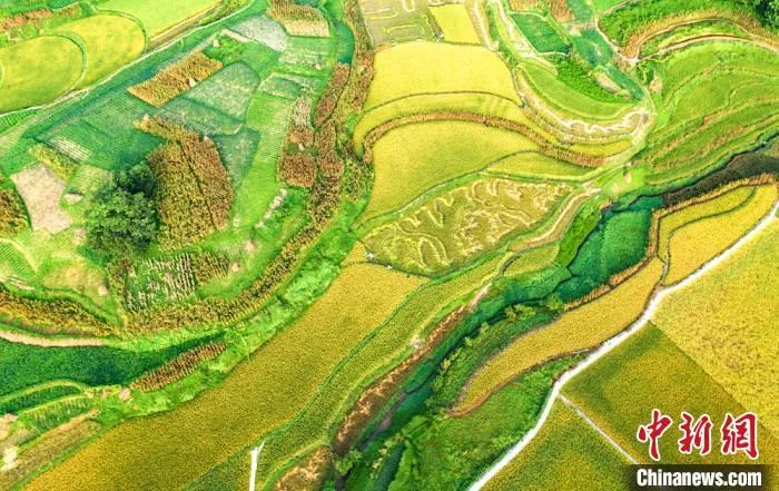 今日白露美句美文,今日白露完整版歌