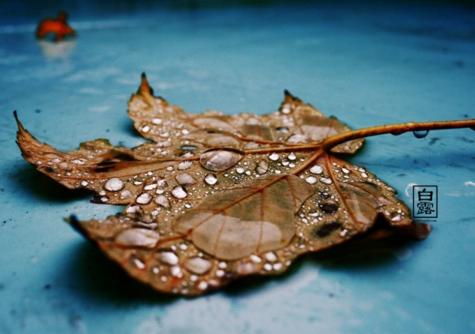 【节气养生】今日白露，养生要点看过来