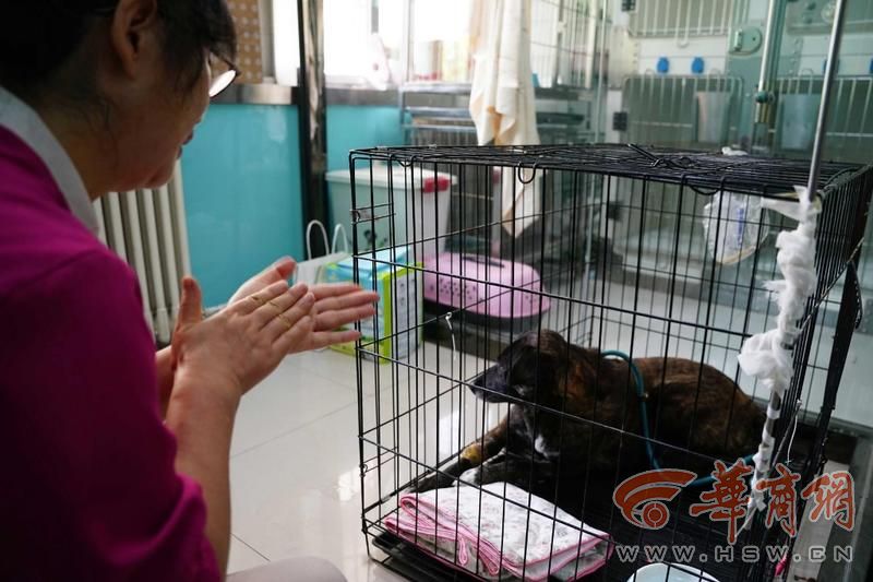 忠犬黑子主人现状,忠犬黑子的故事