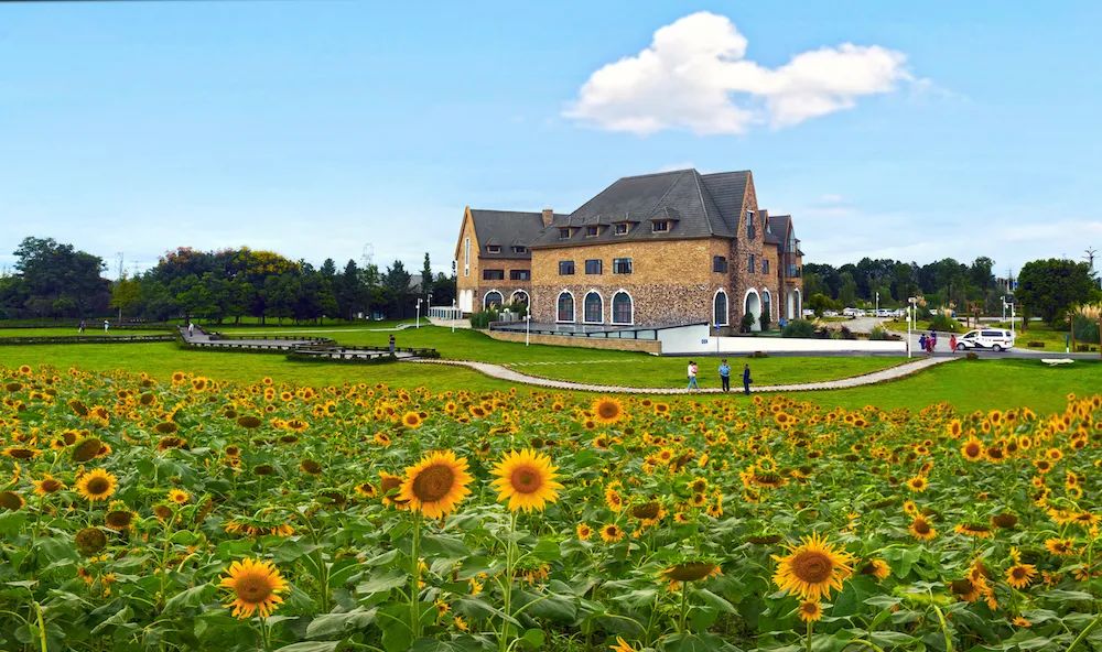 果实圆熟之秋,百万流量主播带你走进新津