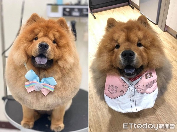 妈高喊要不要梳漂亮？　松狮跑来萌灿笑就定位