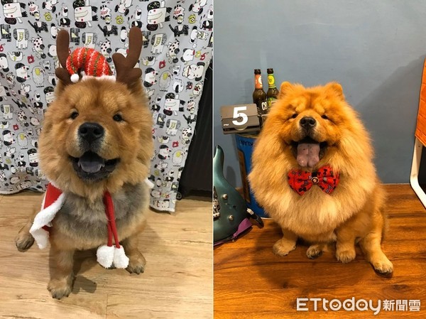 妈高喊要不要梳漂亮？　松狮跑来萌灿笑就定位