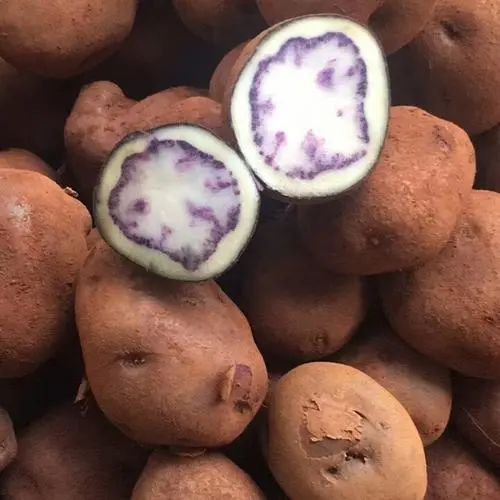 收藏！四川十二月月月hei惊艳