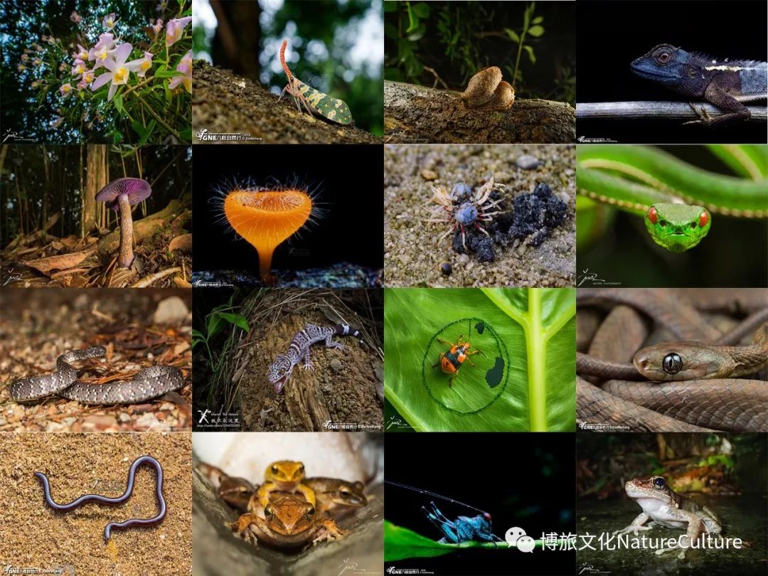 别去挤景点了！生态旅游了解一下