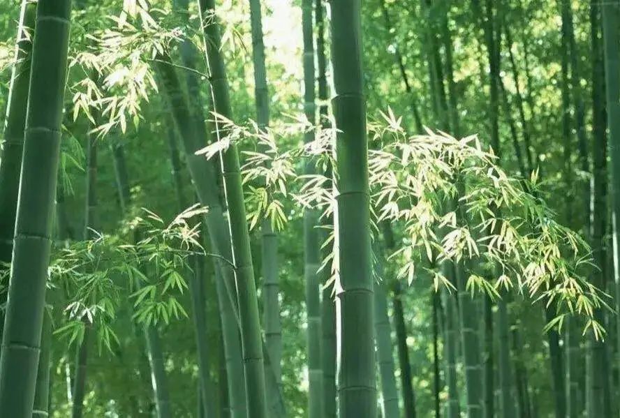 青白江美景,青白江风景美景