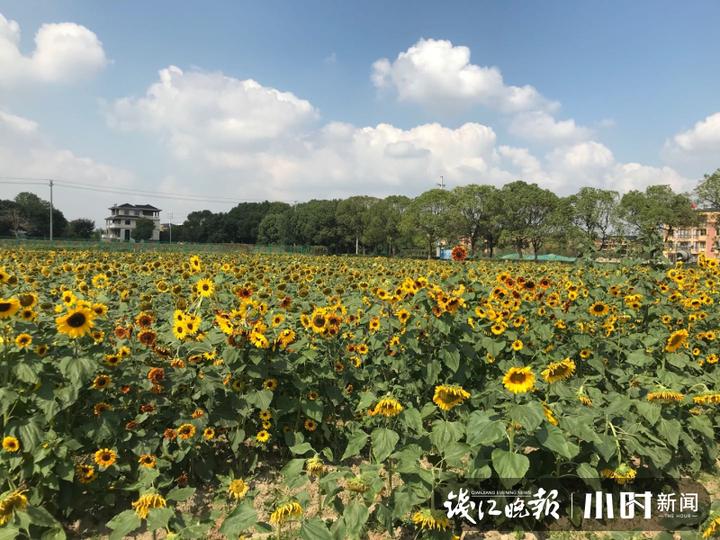 秋日盛宴！赏向日葵花海玩“猫猫兔”，省农科院杨渡科研创新基地多姿多彩