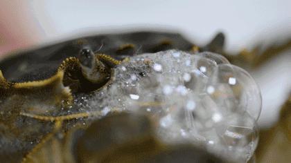 活螃蟹放冰箱冷冻40小时还能吃吗,活螃蟹直接放冰箱保鲜可以放几天