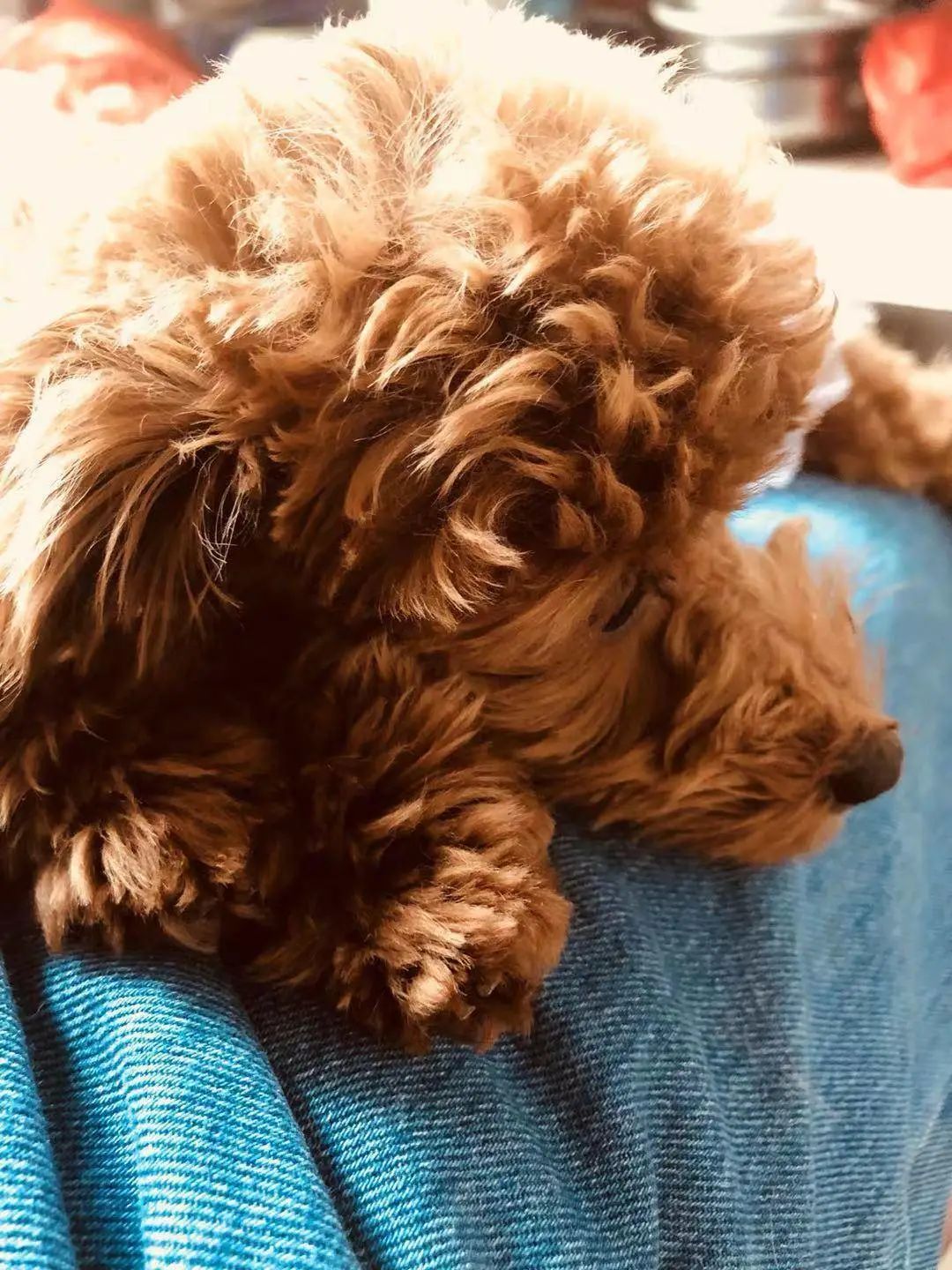 “似乎它从来都没有真正离开过”：和宠物告别的25个时刻