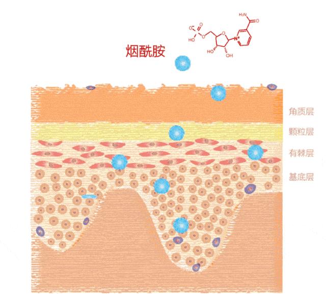 冬季干性皮肤擦的护手霜,适合秋天用的护手霜