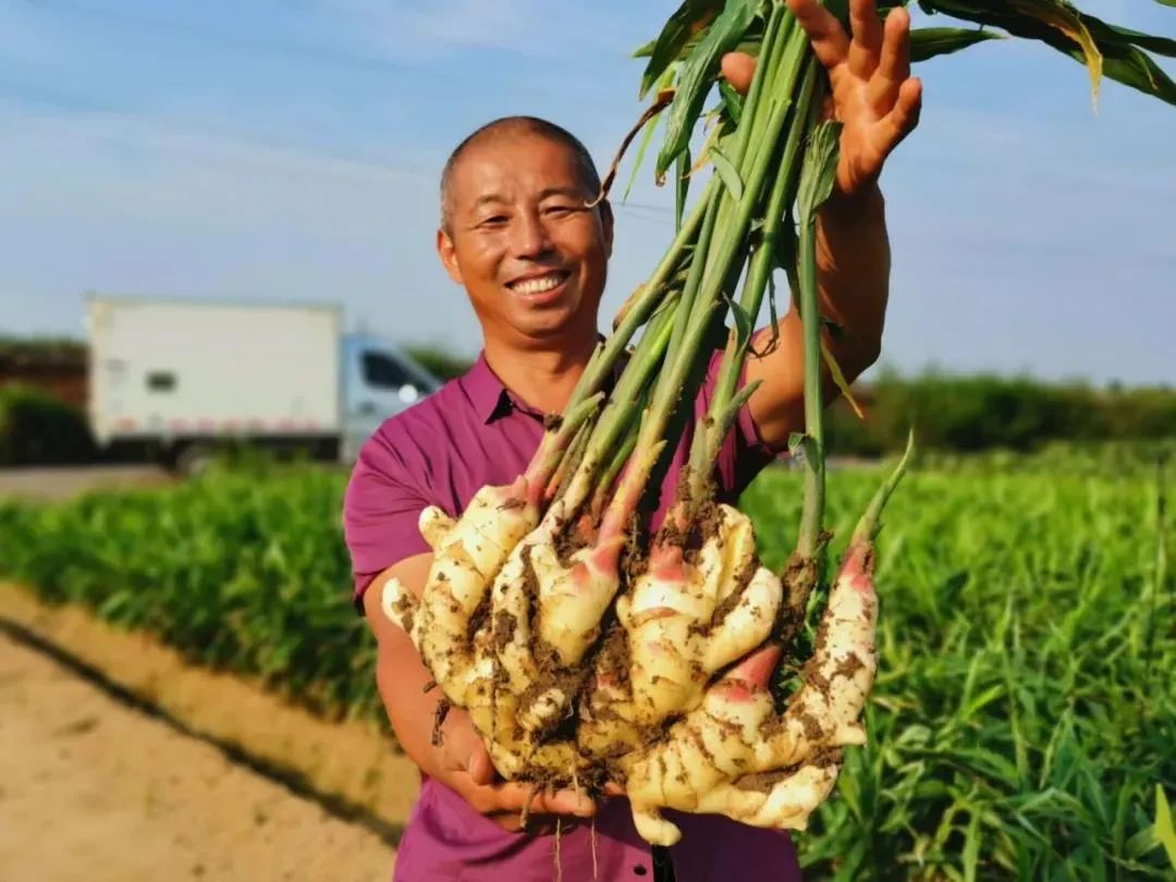 2021年要种好姜？邀请你花1天时间，给自己一个确切的答案