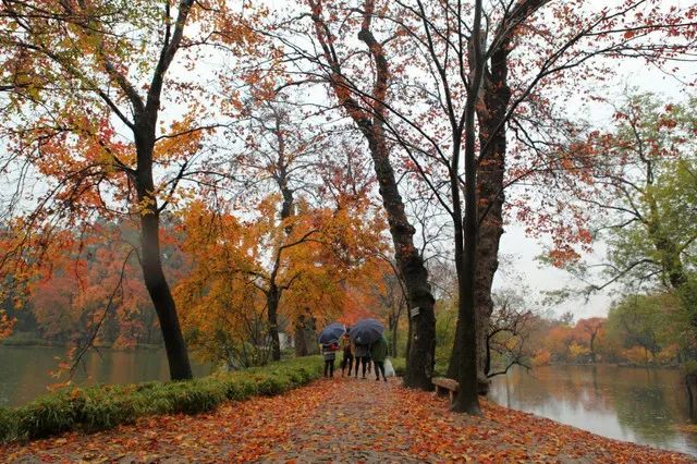 传说中的枫叶,传说中的光雾山红叶