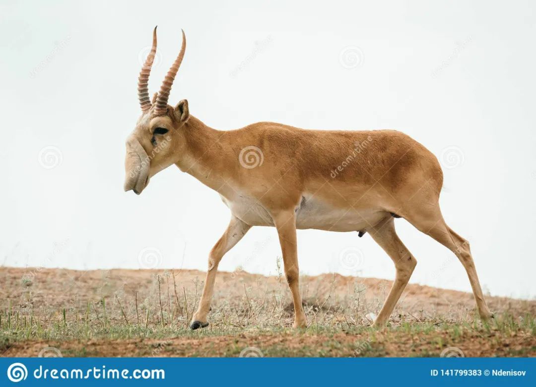 非法野生动物判刑数罪并罚,非法经营野生动物案处决