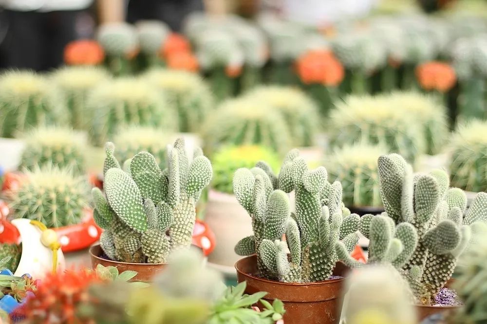 昆明春城秀图片,昆明正宗春城秀