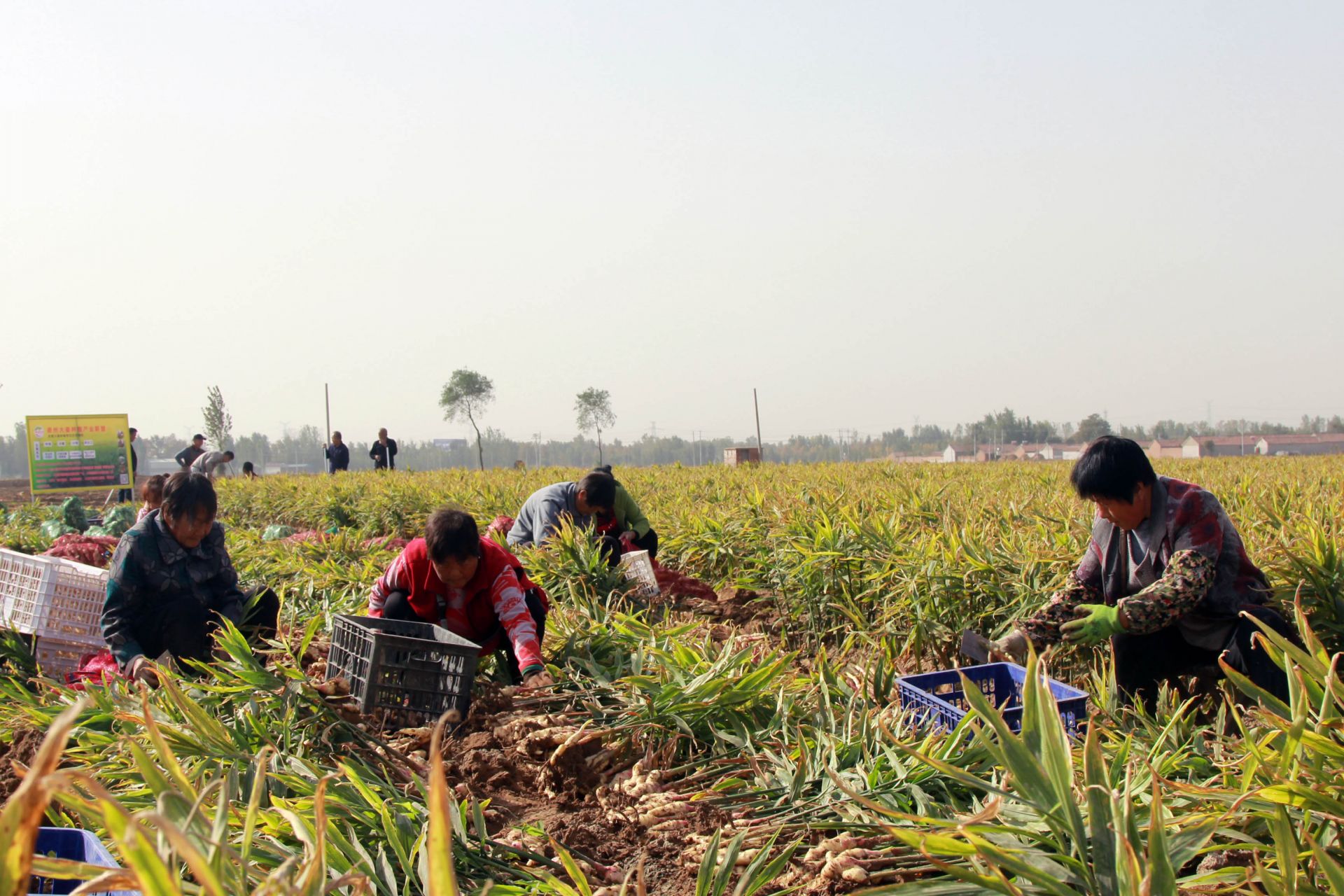 大姜亩产40000斤视频,一亩地两万斤大姜种植技术视频