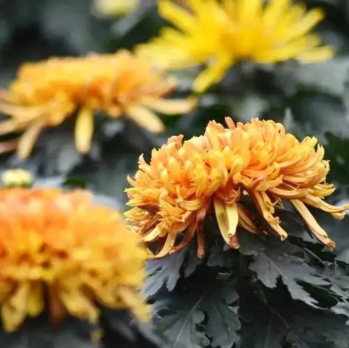 重阳关爱老人暖人心,重阳节陪伴是最好的孝心