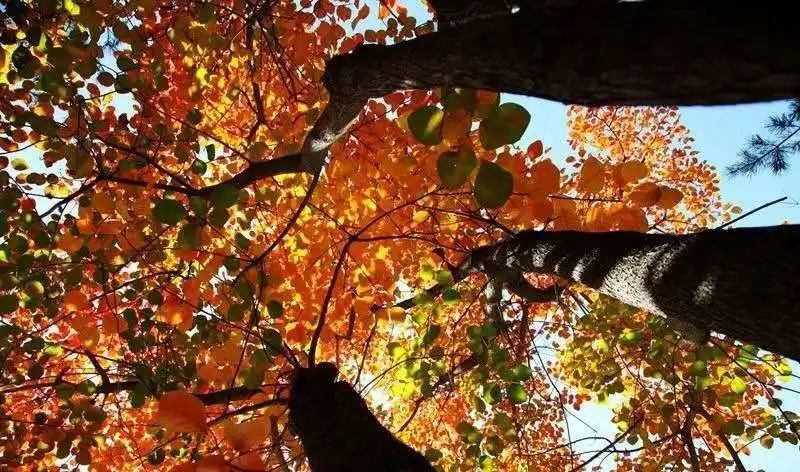 赏秋小众景点推荐,川西赏秋旅游景点