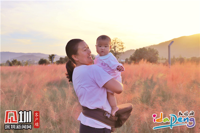 七娘山下禾塘湿地公园,大鹏禾塘湿地公园粉黛乱子草