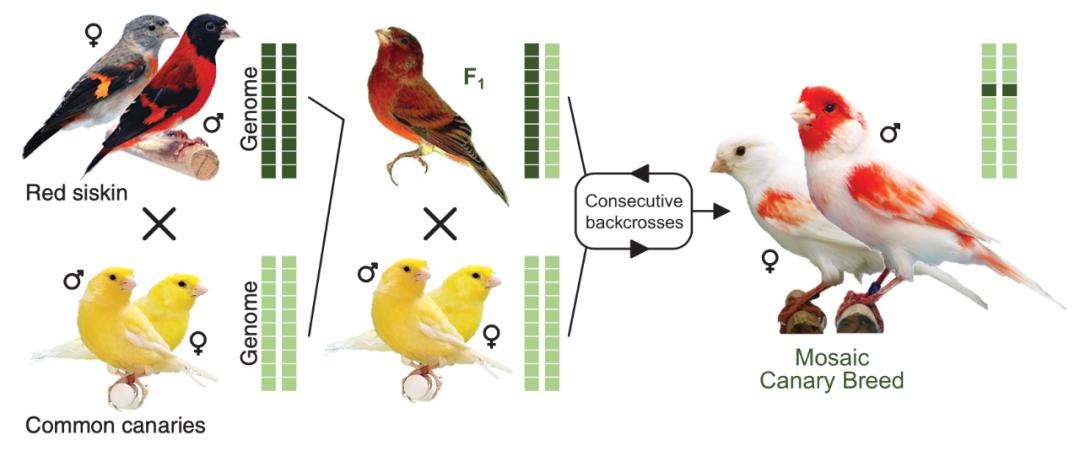 双鸟比翼飞图片,各种罕见奇鸟比翼双飞