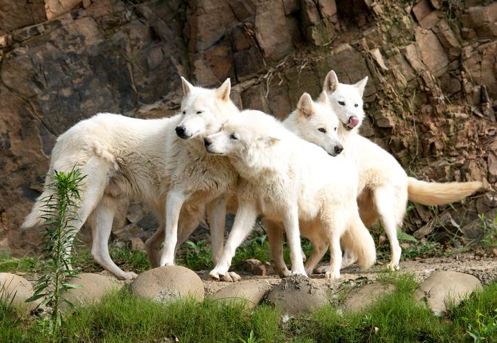 9小只,奶萌奶萌的!湖州刚诞生4头小金虎的动物园,又迎来一窝小白狼
