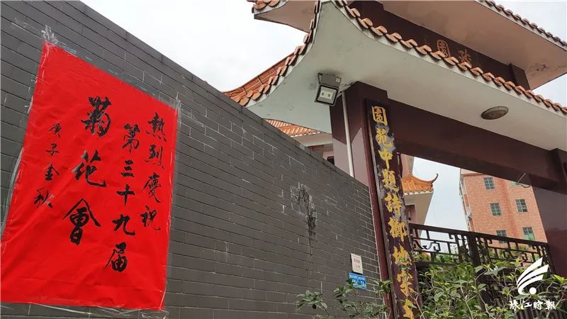 这位大沥村民连续39年自办菊花会，把日子过成诗！