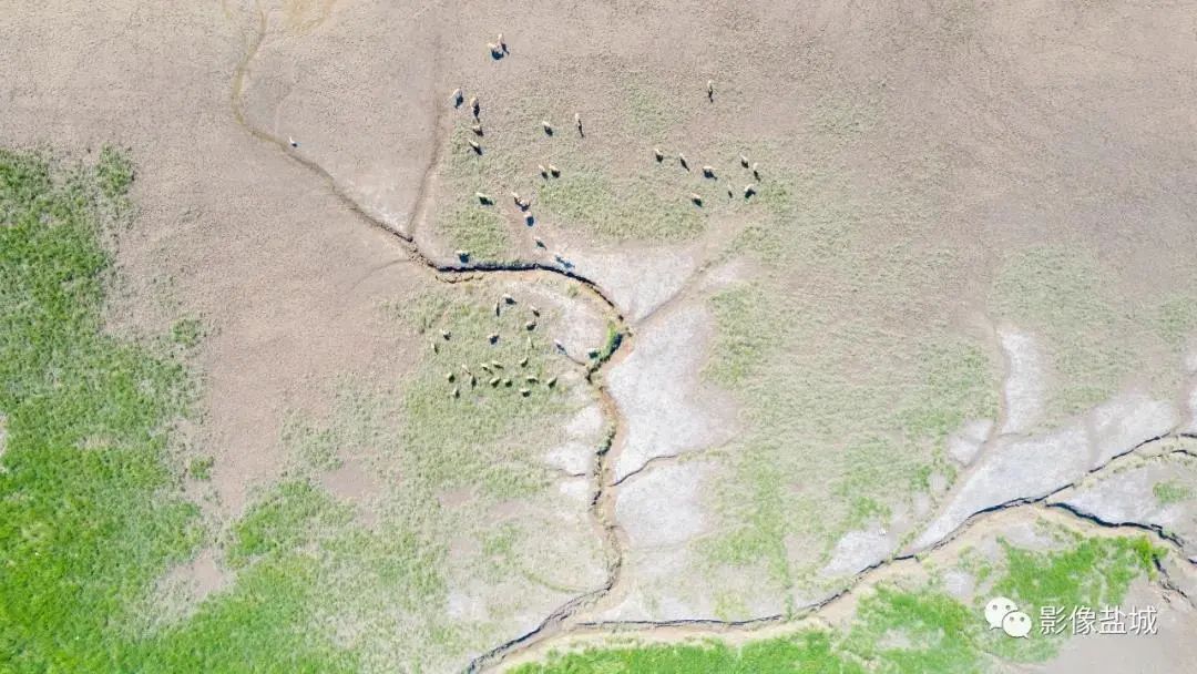 盐城发色,盐城代表颜色