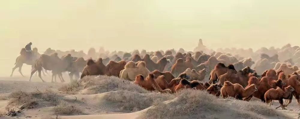 额济纳旗骆驼节,额济纳旗第三届骆驼那达慕