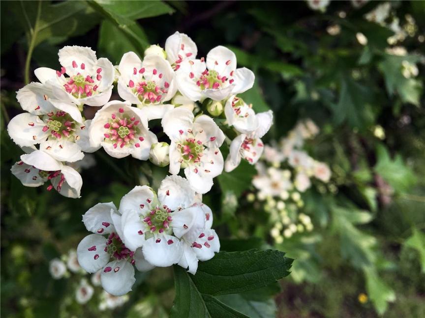 园林科普,园林树木科普