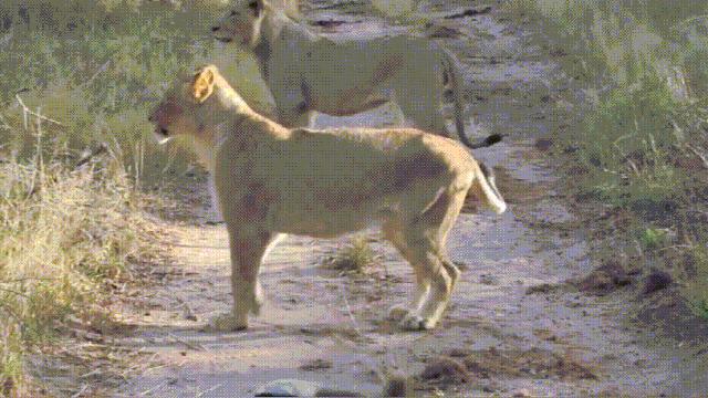 蜜獾被一条蟒蛇生吞了,蜜獾捕食大蟒蛇