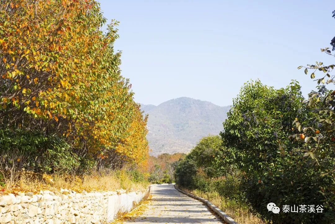 美如桃源！藏在*安泰**里的“神仙美宿”，带你睡进诗画里……