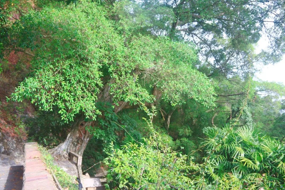 清源山老子传说,泉州老君岩的传说