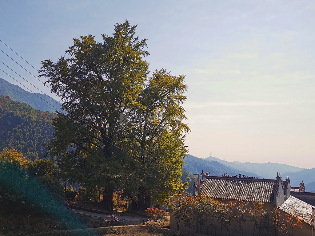 浏阳千年古银杏,湖南浏阳市银杏树