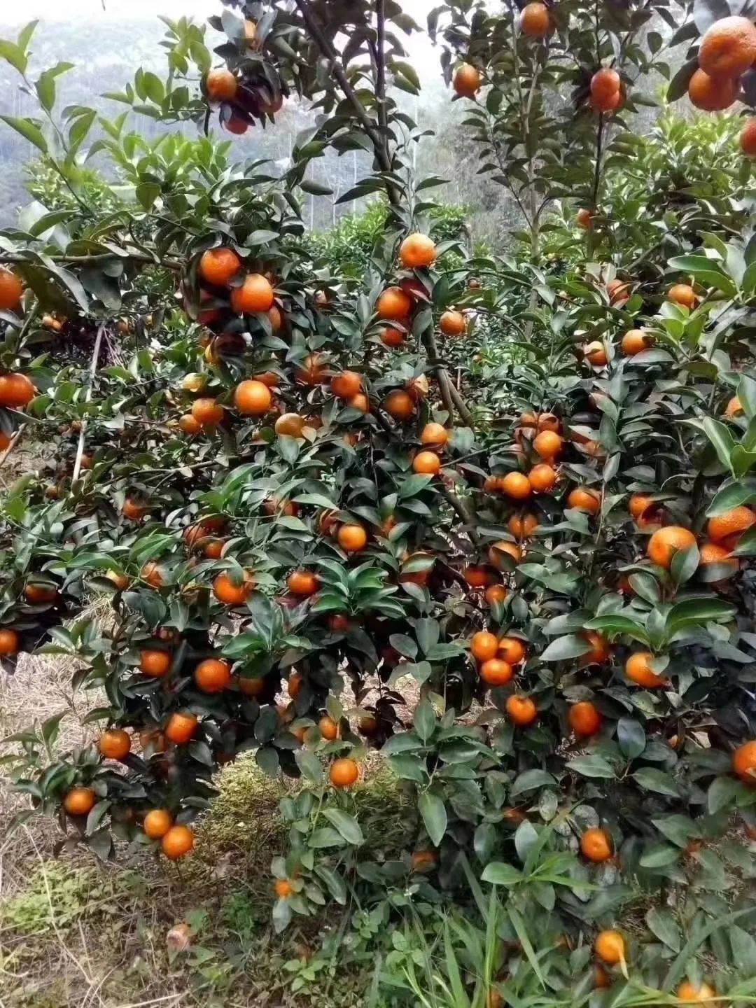 【活动预告】“水秀柑香红色黄田”乡村文化振兴志愿集市活动即将开启,精彩活动等你来!