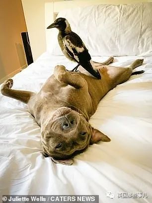 狗子把受伤的喜鹊当娃养，没怀过孕居然开始产奶